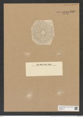 Actinoptychus weissflogii A. Schm. (de-Toni-Nr.: Genus 227, Species 5604) Zeichnungen Sammlung Grunow Nr. 9493 (NHMW-BOT-W0379471)